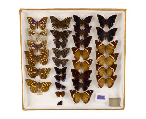 A case of butterflies in four rows - including Charaxes Cedreatis, White Edged Constable and Common Blue Charaxes 