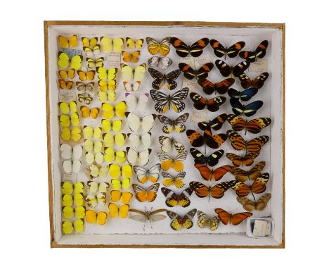 A case of butterflies in seven rows - including Red Based Jezebel and Narrow-winged Pearl White