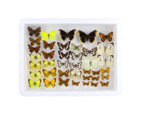A case of butterflies in broadly five rows - including Morning Clock, Clouded Yellow and Comma