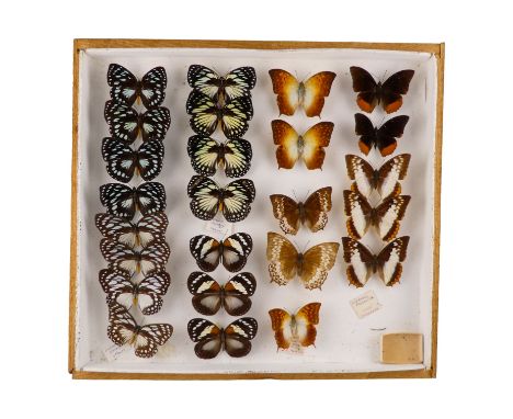 A case of butterflies in four rows - including Euxanthe Wakefieldi, Forest Pearl Charaxes and Tajanis Forest Queen