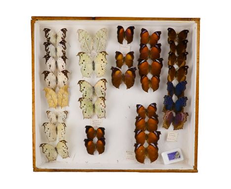 A case of butterflies in five rows - including Common Mother-of-Pearl and Evening Brown