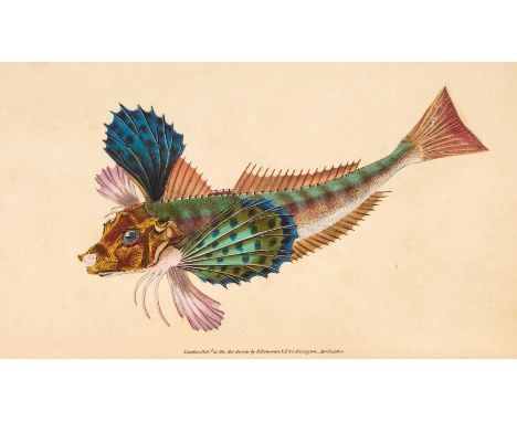 Donovan (Edward). The Natural History of British Fishes, including scientific and general descriptions of the most interestin