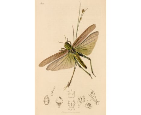 Curtis (John). British Entomology; Being Illustrations and Descriptions of the Genera of Insects found in Britain and Ireland