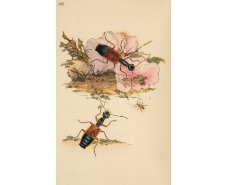 Donovan (Edward). The Natural History of British Insects; explaining them in their several states, with the periods of their 