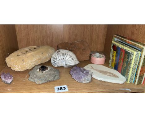 SHELF OF VARIOUS FOSSILS AND ROCK SAMPLES 
