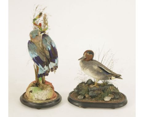 Taxidermy: teal,teal in an oval glass dome with faux rock and grasses30cm wide16cm deep35cm high, andan Indian roller,Indian 