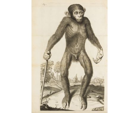 Comparative morphology.- Tyson (Edward) Orang-Outang, sive Homo Sylvestris; or, the Anatomy of a Pygmie, 2 parts in 1, first 