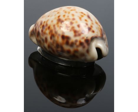 A 19th century cowrie shell snuff box with white metal mounts, engraved W. R. cipher, 7.5cm.   Condition Report. To be used a