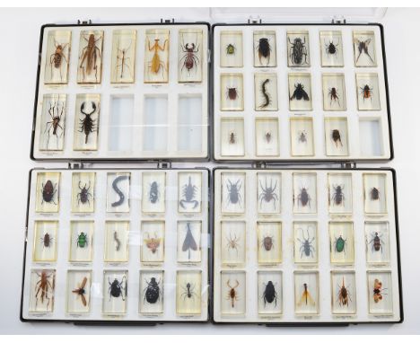 Taxidermy Interest; A cased collection of fifty one annotated world insects in acrylic blocks, including beetles, centipedes,