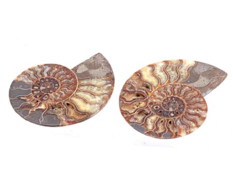 2-part ammonite fossil, 12.5x10 cm