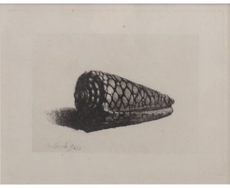 Rembrandt van Rijn (1606-1669)The shell, Conus Marmoreas, etching, posthumous print, external dimensions are 35x48 cm