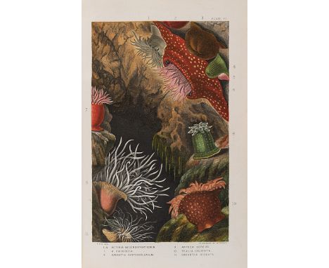 Gosse, Philip Henry. A History of the British sea-anemones and corals. Londra, Van Voorst, 1860. In 8° (223 x 143 mm); xl, 36