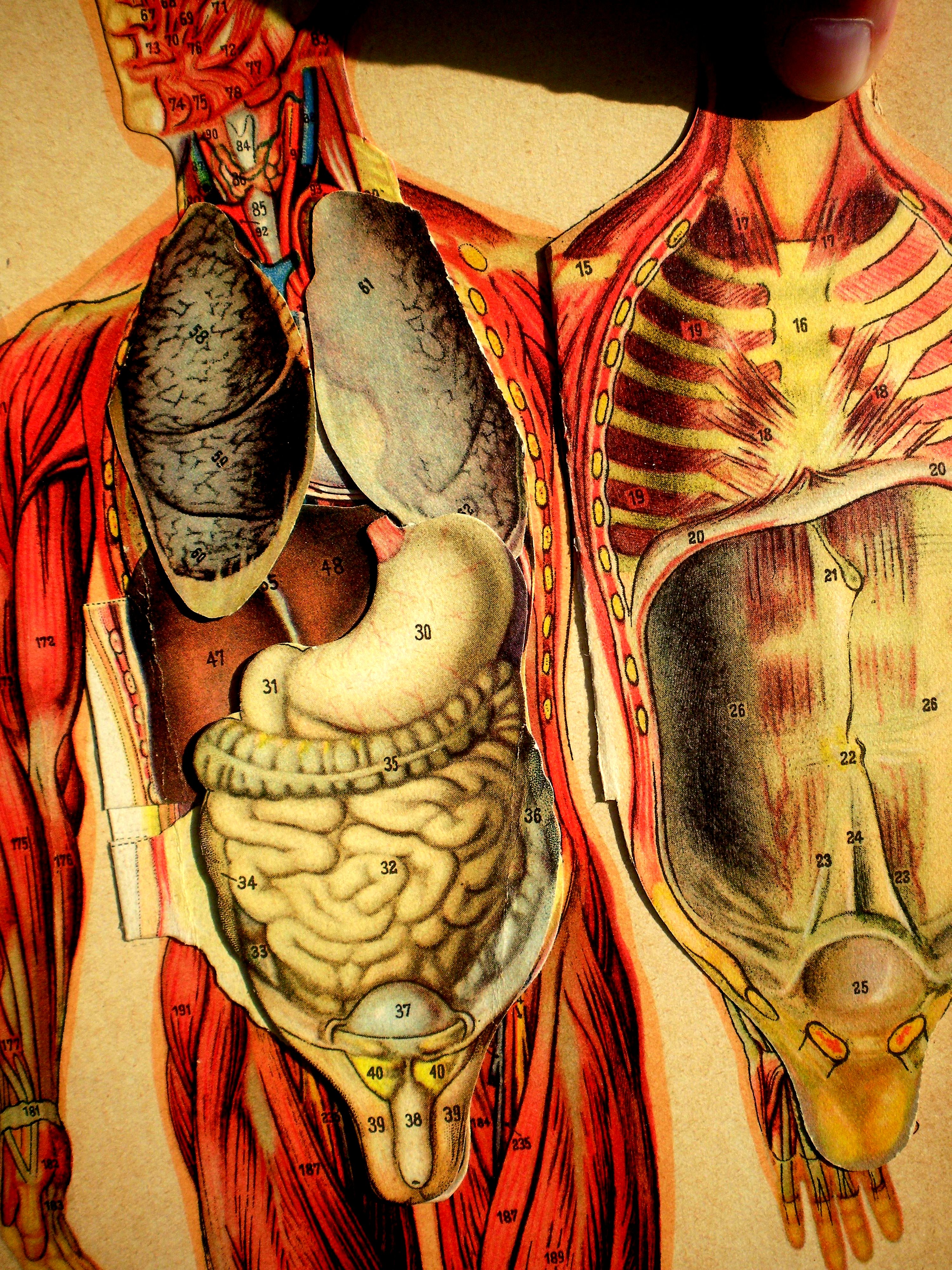 Philips Anatomical Model Of The Female Body And Human Body Volumes