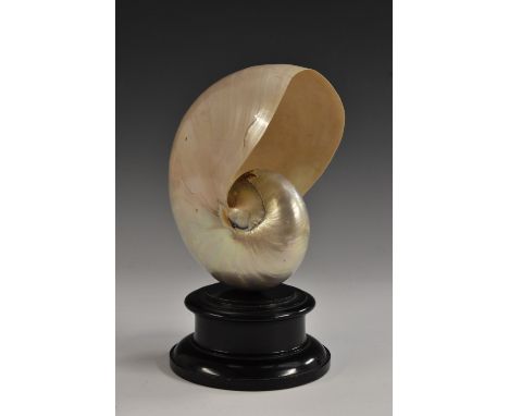 A large Nautilus Shell (Nautilus pompilius), presented on an ebonised stand, 24cm tall. Condition Report: Fixed to stand, min