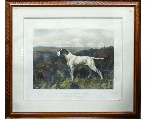 Large coloured framed print of pointer by Arthur Wardle: Champion Coronation, with printed signature and date of 1905.  Print