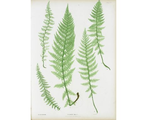 MOORE (THOMAS)The Ferns of Great Britain and Ireland... edited by John Lindley... Nature-printed by Henry Bradbury,  half-tit