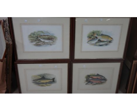 A set of ten colour prints of fish, together with two further modern watercolours.(12)
