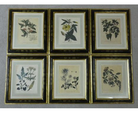 Six late 18th/early 19th century black gilt japanned framed and glazed hand coloured engraved botanical book plates by J. Pas