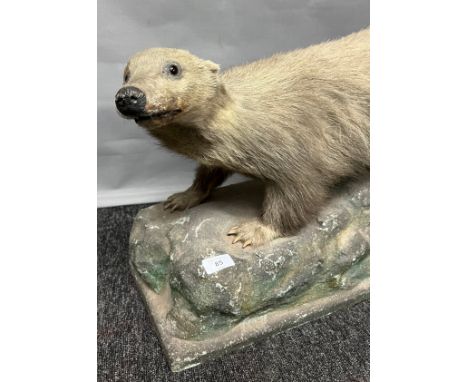Antique taxidermy badger sat upon a hand made boulder. 