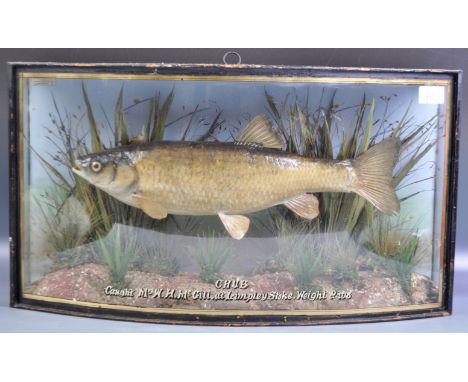 Taxidermy and Natural History - A antique 19th Century Victorian English&nbsp;preserved cased model of Chub fish in naturalis