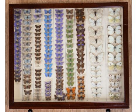 An early 20th Century mahogany Lepidoptery cabinet, single door enclosing ten fitted numbered drawers, ebony turned handles w