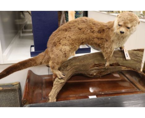 A taxidermic model of an otter on a branch, length 82cm