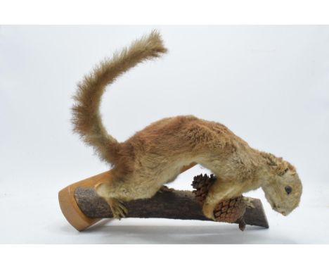 Vintage French taxidermy model of a red squirrel with a pine comb, 28cm tall.  