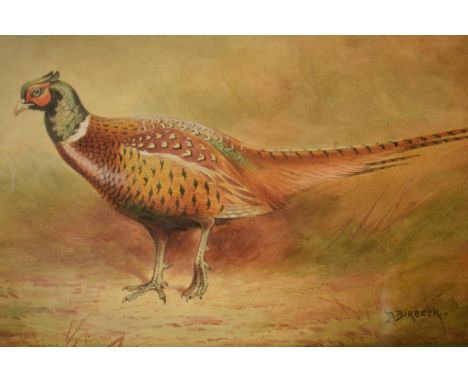 Donald Birbeck: watercolour of a pheasant amongst foliage, signed by Birbeck, a former Royal Crown Derby and Royal Worcester 