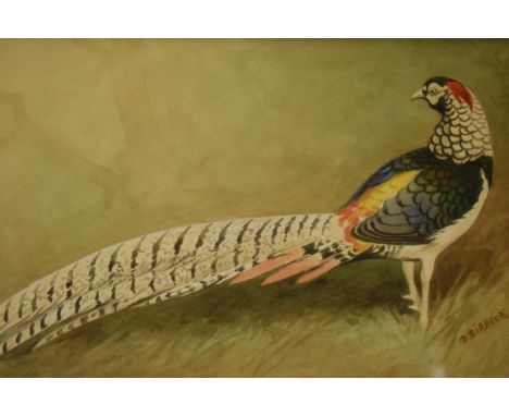 Donald Birbeck: watercolour of a bright coloured pheasant, signed by Birbeck 1920, a former Royal Crown Derby and Royal Worce