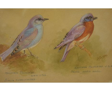 Donald Birbeck: , original artwork of a Mountain Bluebird together with a Eastern Bluebird USA, signed by Birbeck 1921, a for