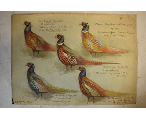 Donald Birbeck: an interesting collection of watercolours on board of varying types of pheasants, to include the Mongolian ph