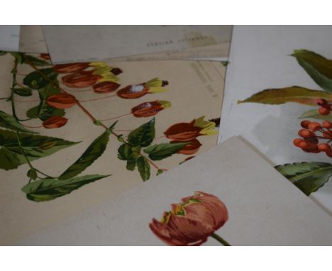 17 unmounted old lithograph prints of garden flowers (17).  Condition varies.