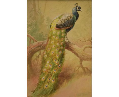 Donald Birbeck: watercolour of a peacock standing proud on a branch, signed by Birbeck, a former Royal Crown Derby and Royal 