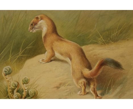 Donald Birbeck: print of a weasel, 2/3, signed by Birbeck, a former Royal Crown Derby and Royal Worcester artist, 21 x 26cm, 