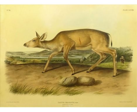 after: John James Audubon, American (1785-1851) Color Lithograph "Cervus Macrotis,SAY, Black-Tailed Deer, Female-Summer Pelag