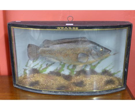 A taxidermy wrasse, in naturalistic case, Preserved By W.F. Homer, 105 Woodgrange Road, Forest Gate, London E.