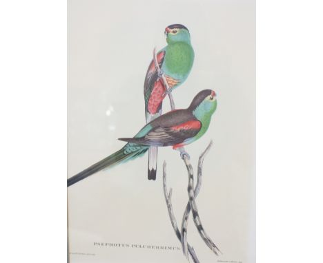 A SELECTION OF ORNITHOLOGICAL AND BOTANICAL PLATES to include Rhododendron, water lilies etc and four chicken prints (13)