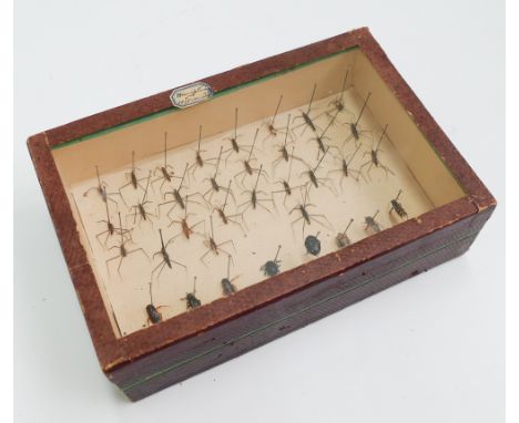 Vintage case of insects