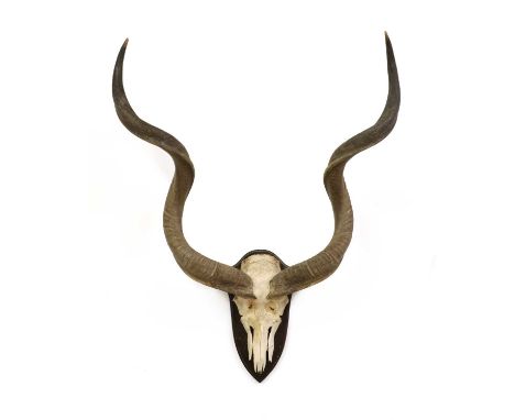 An articulated skull of a greater kudu, Southern Africa, scientific name Tragelaphus strepsiceros, mounted on a wooden plaque