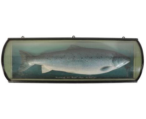 P.D. MALLOCH OF PERTH: A PLASTER CAST MODEL OF A SEA TROUT naturalistically painted and mounted against a graduated blue/grey