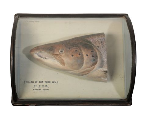 P.D.MALLOCH, PERTH: A PLASTER CAST MODEL OF A SALMON HEAD naturalistically painted and mounted on a graduated pale blue backg