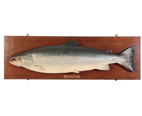 A PLASTER CAST MODEL OF A SALMON mounted on an oak board, with brass plaque inscribed "Salmon 40lbs Caught from Green Banks, 