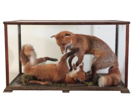 TAXIDERMY: A PAIR OF PLAYING FOXES within a naturalistic setting, in a glazed oak case, 40cm x 104cmProvenance: From the Glad