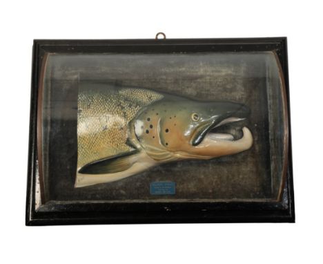 G. GILLET: A PLASTER CAST MODEL OF A SALMON HEAD naturalistically painted and mounted on dark green velvet, in a glazed woode