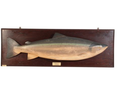 HARDY BROS. LTD, ALNWICK: A RARE CARVED WOODEN SALMON the hand-carved model naturalistically painted with relief fins, mounte