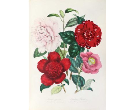 Loudon (Mrs.)The Ladies' Flower-Garden of Ornamental Greenhouse Plants.William Smith, 1848, quarto, [2], xii, 215 pages, fort