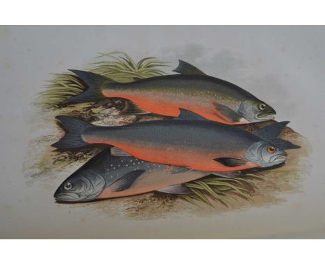 Houghton (Rev. W.)British Fresh-Water Fishes.William Mackenzie, no date [1879] two volumes, folio in fours, forty-one chromol