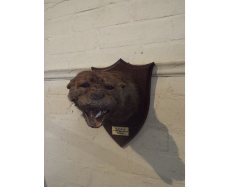 A 1932 Taxidermy Otter Hunting Trophy on Shield Plinth (Tongue and Bottom Jaw AF).