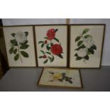 A print of roses, signed by the artist together with two further prints