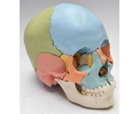 Beauchene instructional adult human skull model